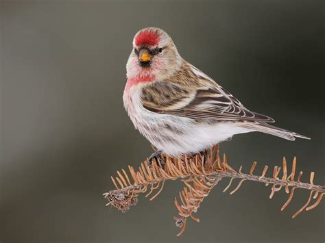 Чечетка (Carduelis flammea): описание, обитание,。